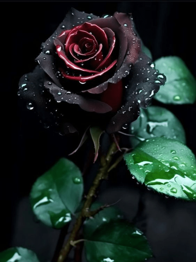 Beauty Of Black Rose-क्या आप जानते है ब्लैक रोज की खासियत और महत्त्व