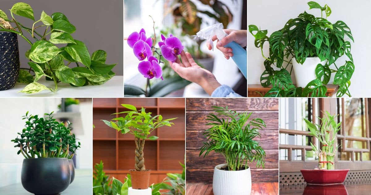Vastu plants for home: वास्तु शास्त्र के अनुसार घर में ये पौधे लगाने से जीवन में आती है सुख-शांति और समृद्धि
