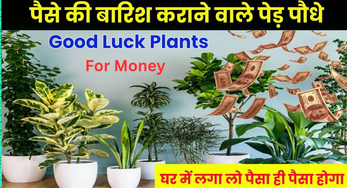Lucky Indoor Plants for Money