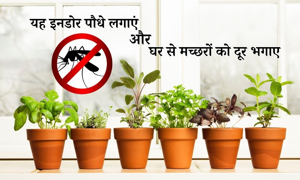 मच्छर भगाने की दवा छोड़ो, ये पौधे लगाओ और चैन की नींद पाओ
